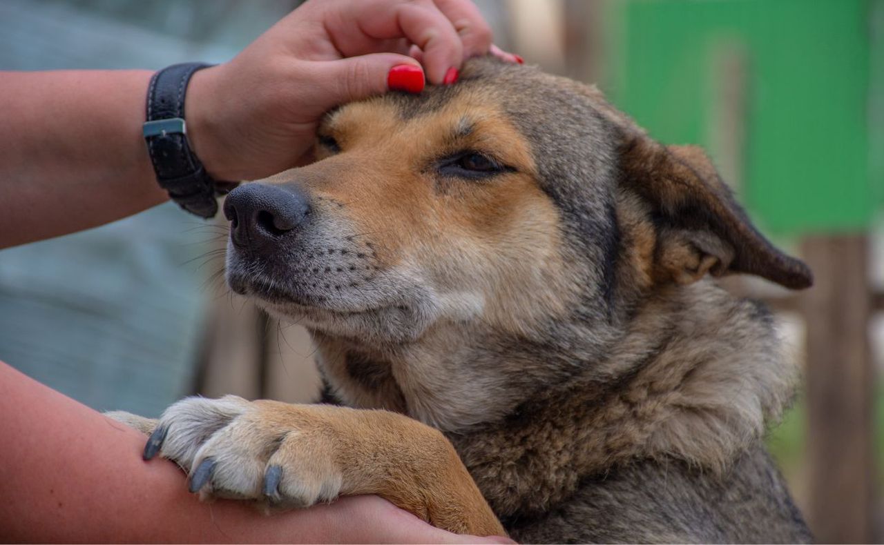 Dlaczego pies wykonuje taki gest?