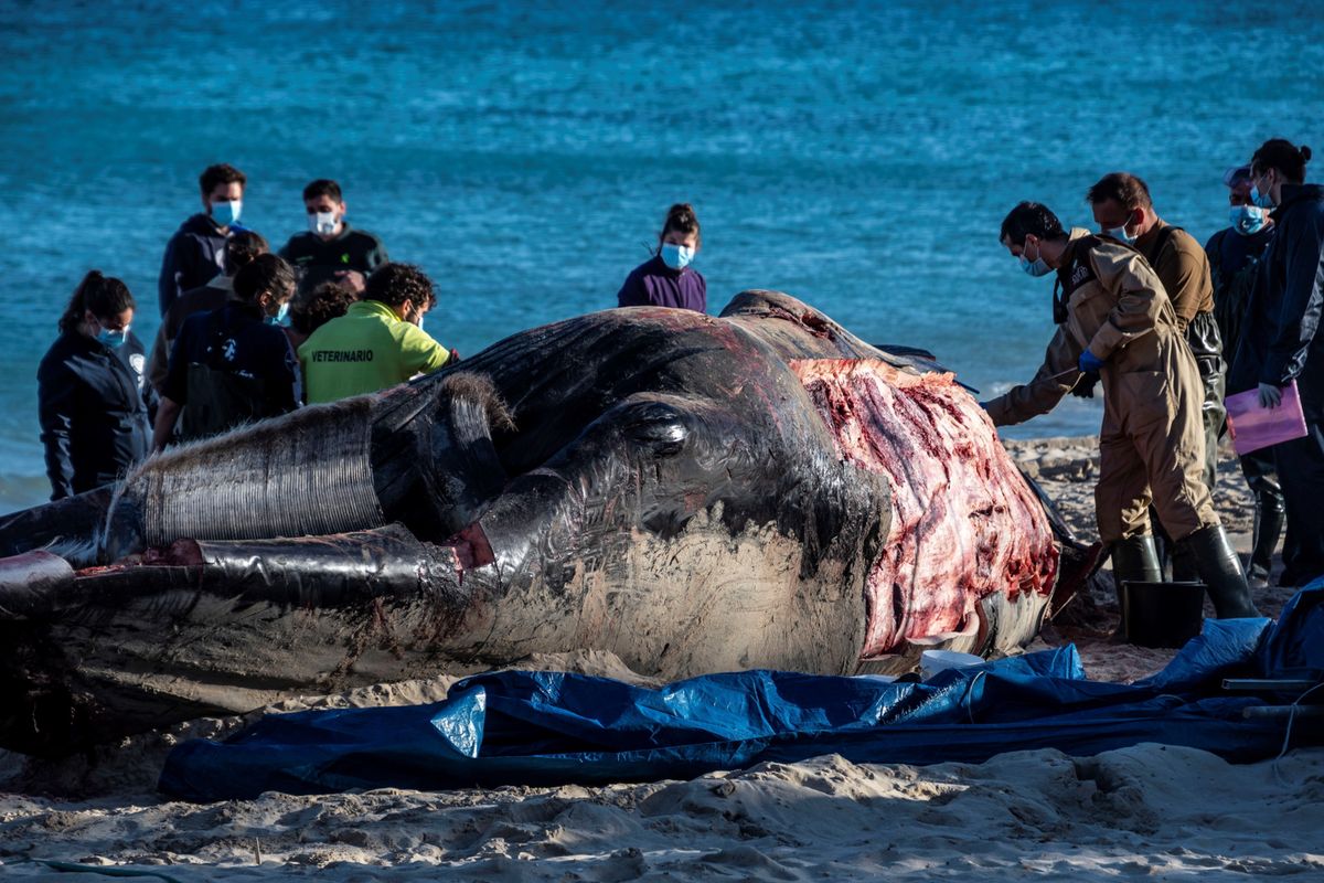 Wieloryb w Hiszpanii. Okropne odkrycie w żołądku zwierzęcia