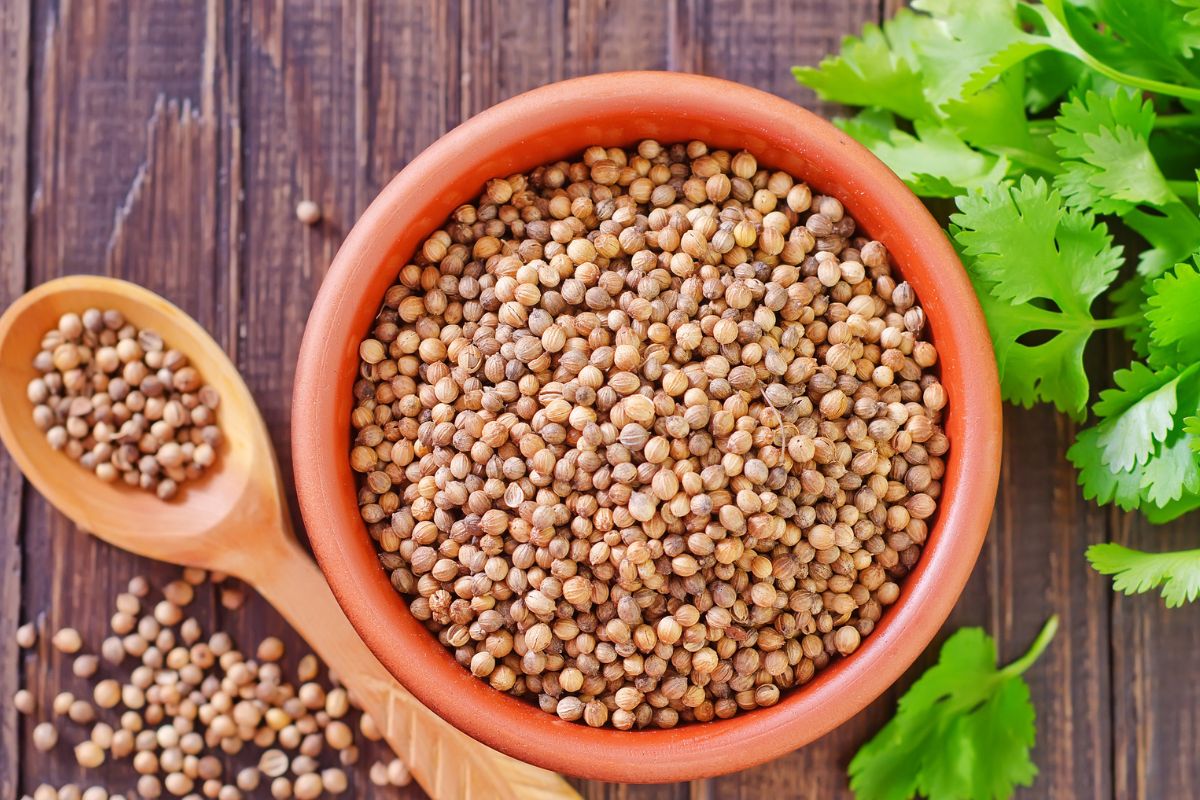 Coriander is an excellent addition to cucumber salad