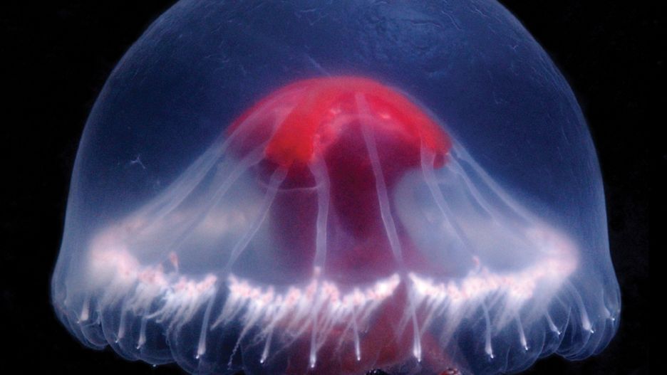 Nowy gatunek meduzy