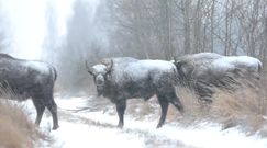 Stado żubrów przekracza drogę zimową porą. Niezwykłe nagranie z Podlasia