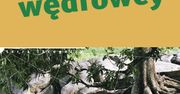 "Nocni wędrowcy" w Zurychu