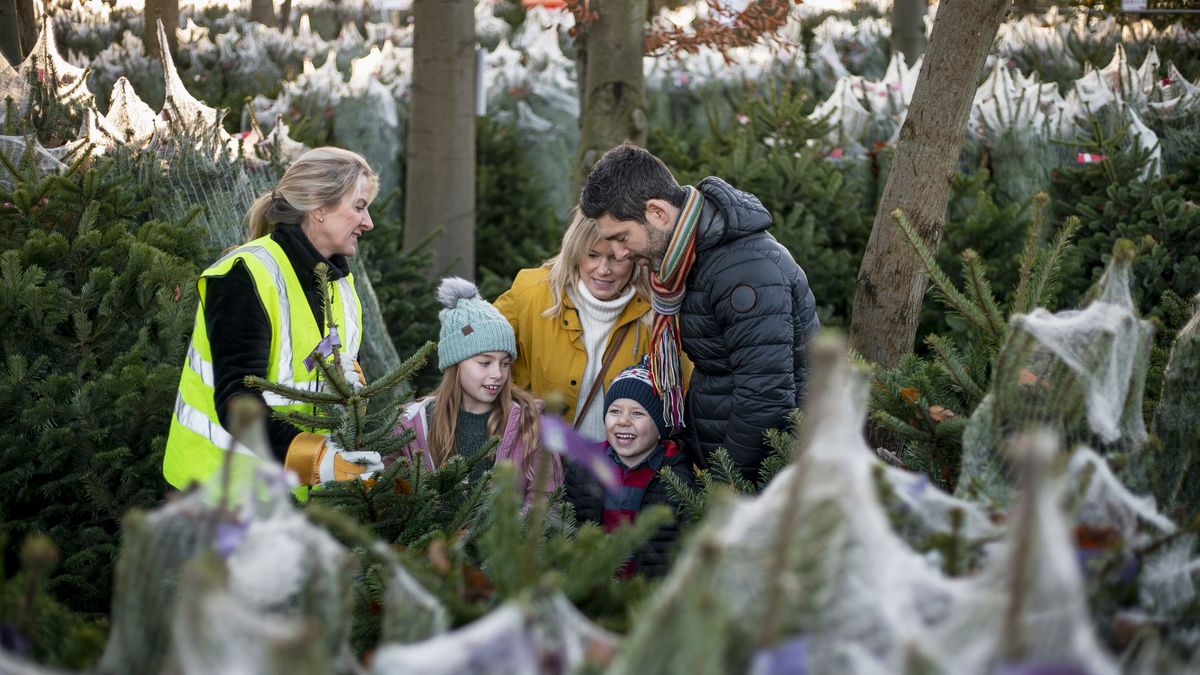 Choosing the Perfect Christmas Tree
A family with two children wearing warm clothing shopping for a Christmas tree at a Christmas market in Northeastern England. They are being assisted by a female worker wearing a hi-vis jacket.
SolStock