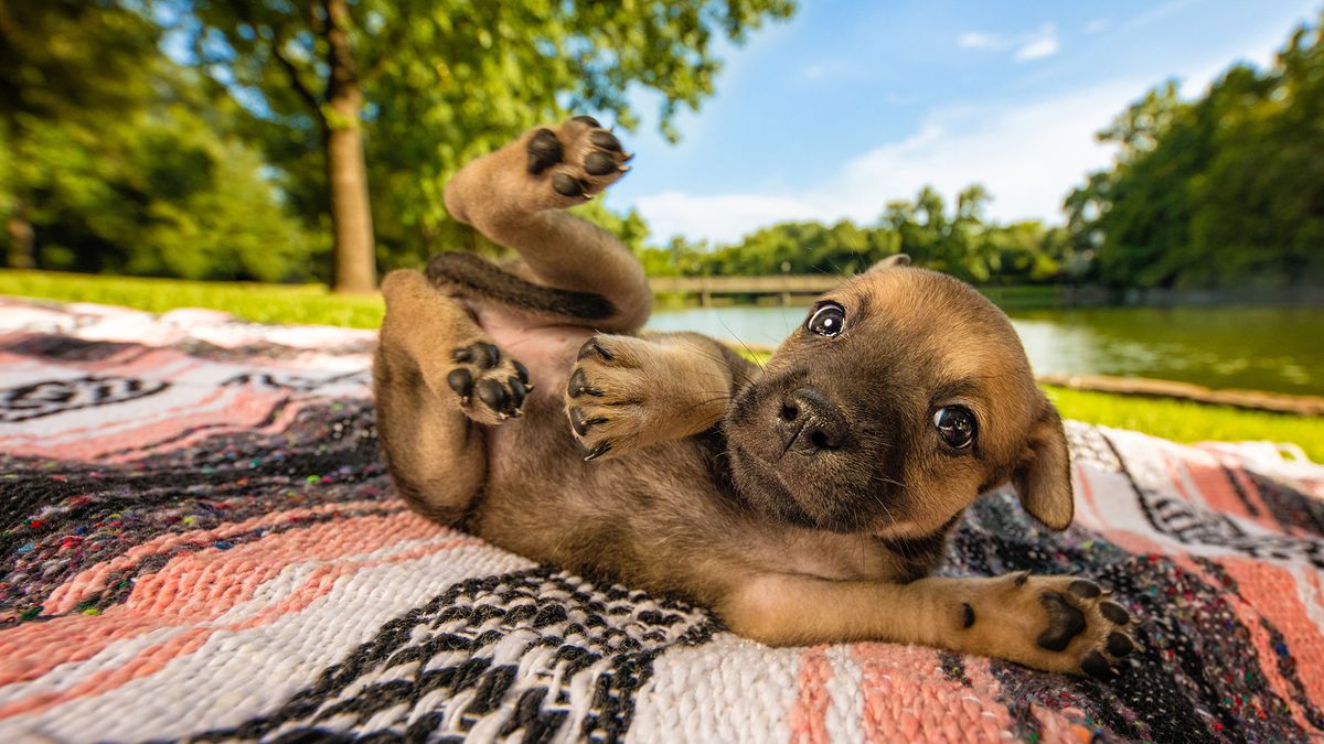 Najpiękniejsze zdjęcia psów w konkursie Dog Photographer of the Year 2018 1