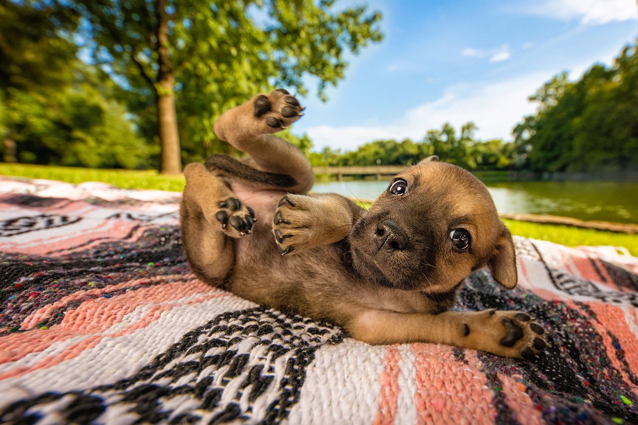 Najpiękniejsze zdjęcia psów w konkursie Dog Photographer of the Year 2018