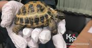 Nie bądź wakacyjnym przestępcą! Niektóre pamiątki mogą być pułapką!
