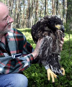 Obrączki dla bielików z Puszczy Noteckiej