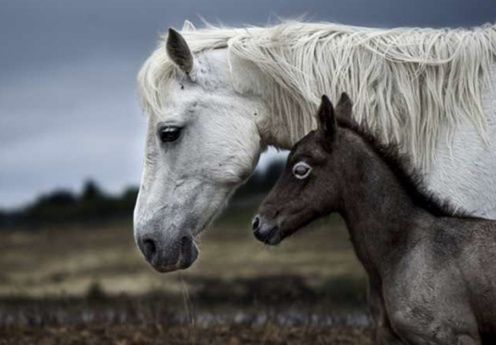 Znamy zwycięzców międzynarodowego konkursu National Geographic 1