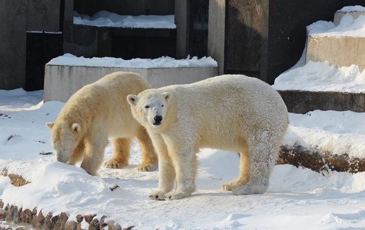 Urodziny misiów polarnych w warszawskim zoo!