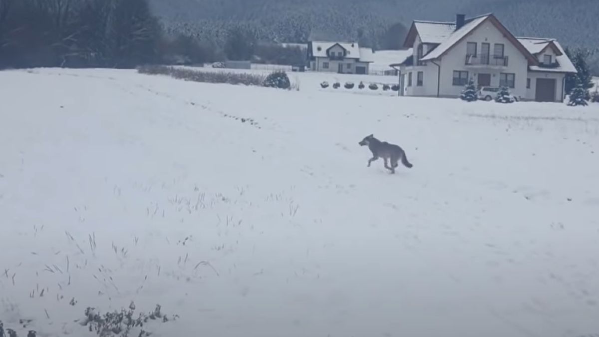 Wilk był widziany pod Poznaniem. Zdj. ilustracyjne 