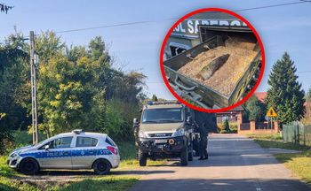 Szukasz grzybów? Leśnicy: możesz trafić na coś zupełnie innego