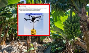 Banany polecą dronami. Maszyny udźwigną nawet 100 kg