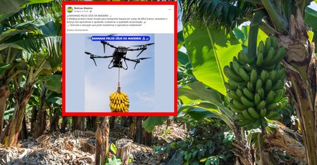 Banany polecą dronami. Maszyny udźwigną nawet 100 kg