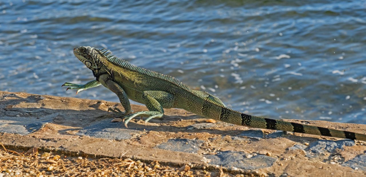 Common green iguana/American iguana (Iguana iguana), large tropical arboreal species of lizard in Trinidad and Tobago in the Caribbean. (Photo by: Marica van der Meer/Arterra/Universal Images Group via Getty Images)