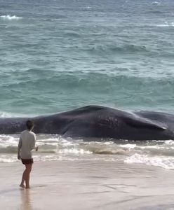 Martwy wieloryb na Hawajach. Zaskakujące, co wykazała sekcja