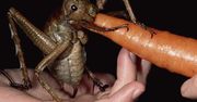 Najcięższy owad świata. Oddasz mu swoją marchewkę?