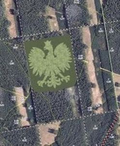 Gigantyczny orzeł z drzew na 100-lecie niepodległości. Wielki plan leśniczych i harcerzy