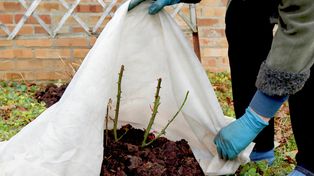 Jak ochronić rośliny przed zimą? Przygotowania rozpocznij już latem