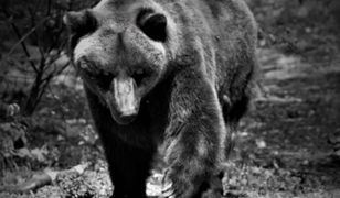 Dramat w poznańskim zoo. Pożegnano Pietkę