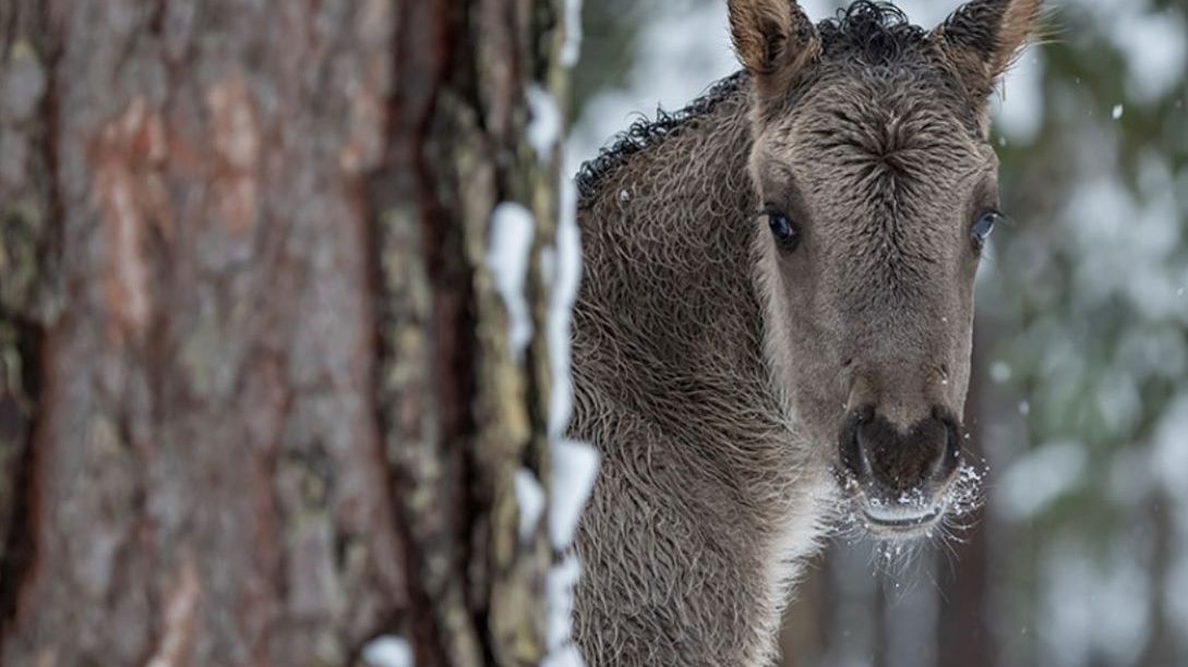 Dwie klaczki konika polskiego przyszły na świat w RPN 