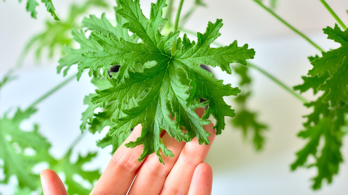 Dlaczego warto mieć w swoim domu geranium?