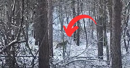 Nagle wbiegły przed obiektyw. Ledwo je widać. Wideo trwa tylko minutę