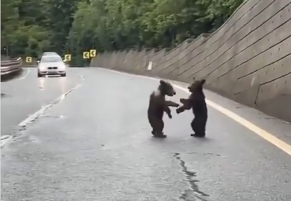 Niezwykłe wideo z Tatr. Wszystko się nagrało