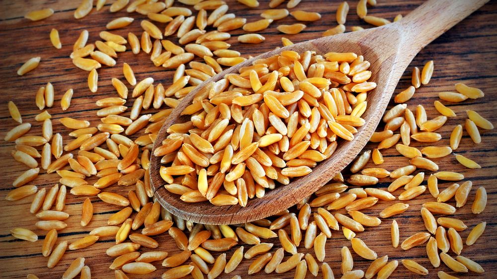 Gotowana pszenica khorosan