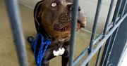 Szczecin: Porzucił psa rasy American Bully. Stanie przed sądem