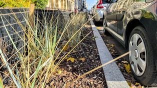 Poznań: Wilda, Antoninek i Zieliniec zyskają nowe drzewa i krzewy