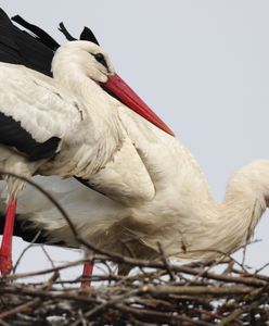 Bociany wyrzucają pisklęta. Eksperci alarmują