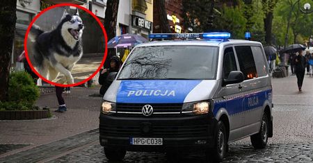 Askan przeżył koszmar. Pies mieszkał ze zwłokami właścicielki