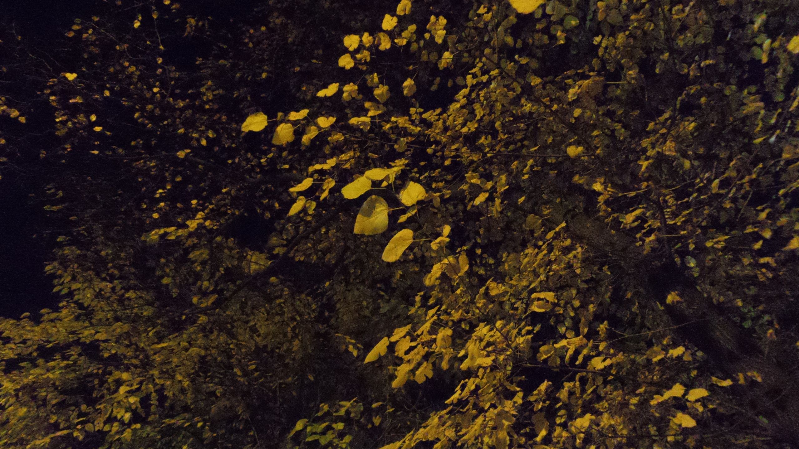 Tryb auto, 1,25 s, f/3,1, ISO 3200