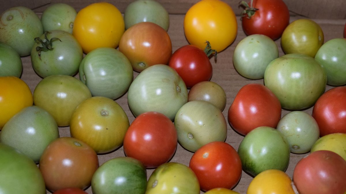 Z tymi owocami trzeba uważać. Zawierają toksyczny związek