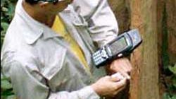 Monitoring drzew przez Google Earth 1