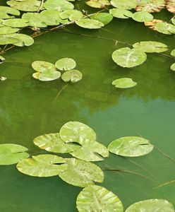 Sinice 2022. Wiele kąpielisk zamkniętych. Aktualna mapa sinic [31.08.2022]