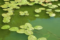 Sinice 2022. Wiele kąpielisk zamkniętych. Aktualna mapa sinic [31.08.2022]