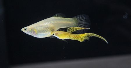 Gupikowa sobota, czyli Mistrzostwa Europy i Polski Hodowców Gupika