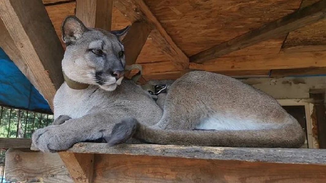 Policja prowadzi dochodzenie przeciwko właścicielowi pumy Nubii