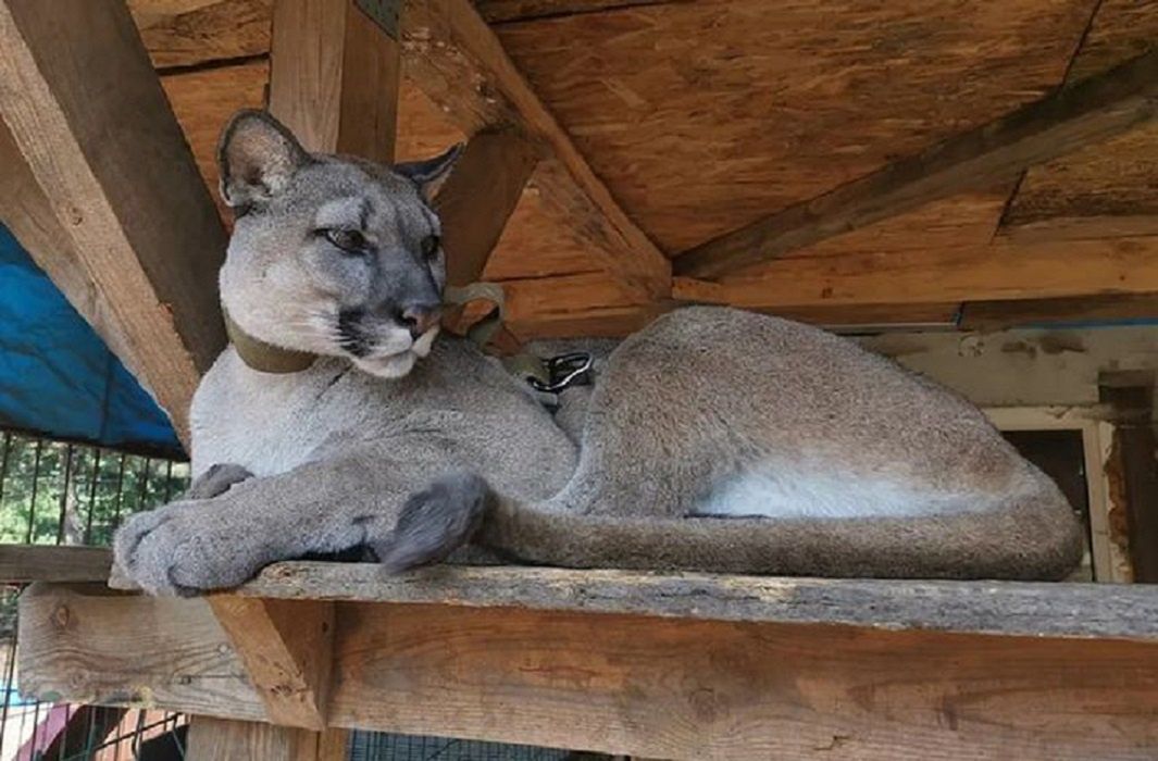 Puma Nubia. Policja bierze się za jej właściciela. Apel ws. Kamila S.