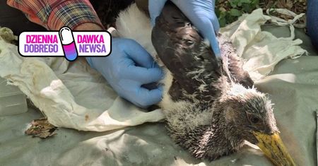Zaobrączkowano bociany czarne. Niedługo polecą do Afryki