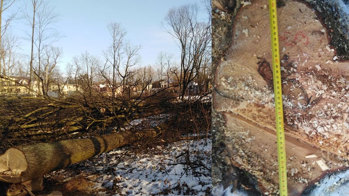 Nielegalna wycinka drzew w Milanówku. Burmistrz powołał sztab kryzysowy