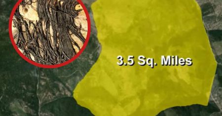 Leśnicy nie mogli w to uwierzyć. Gigantyczny grzyb osiągnął wielkość 16 boisk