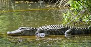 Koszmarny wypadek w brytyjskim zoo. 3-latek w wybiegu dla krokodyli