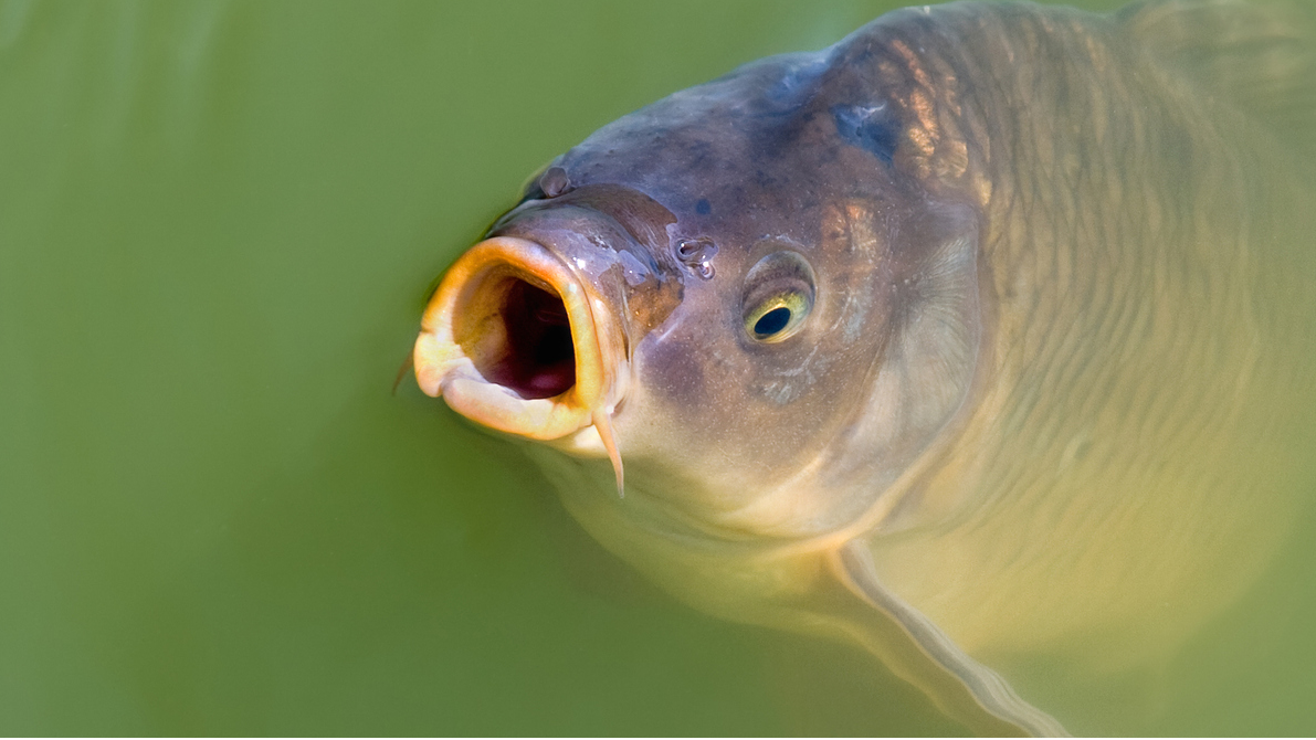 Ceny karpia na święta mogą szokować.