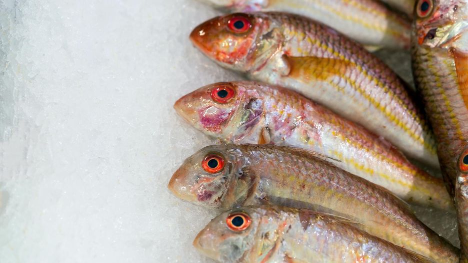 Jedzenie ryb przez dzieci poprawia ich IQ i polepsza jakość snu. Najnowsze odkrycie naukowców