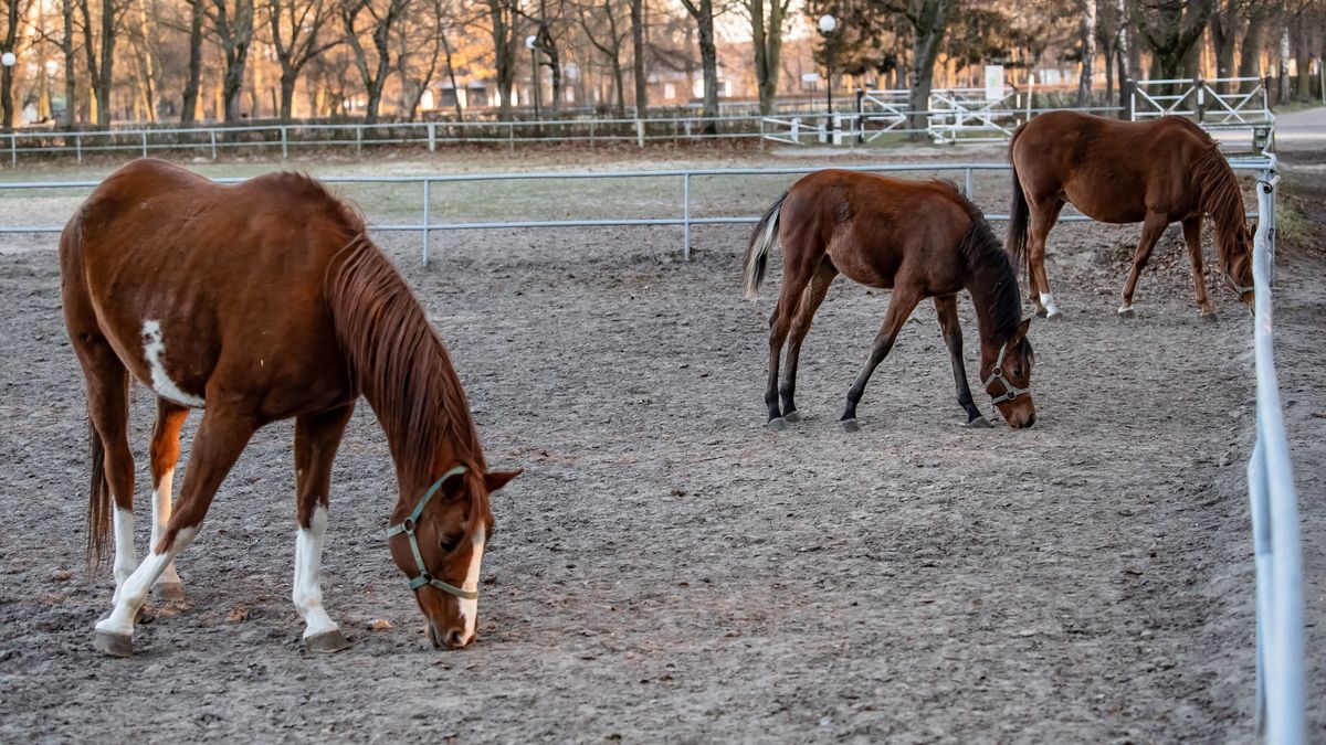 Niepokoją doniesienia o warunkach, w jakich trzymane są cenne konie w stadninie w Janowie Podlaskim. 