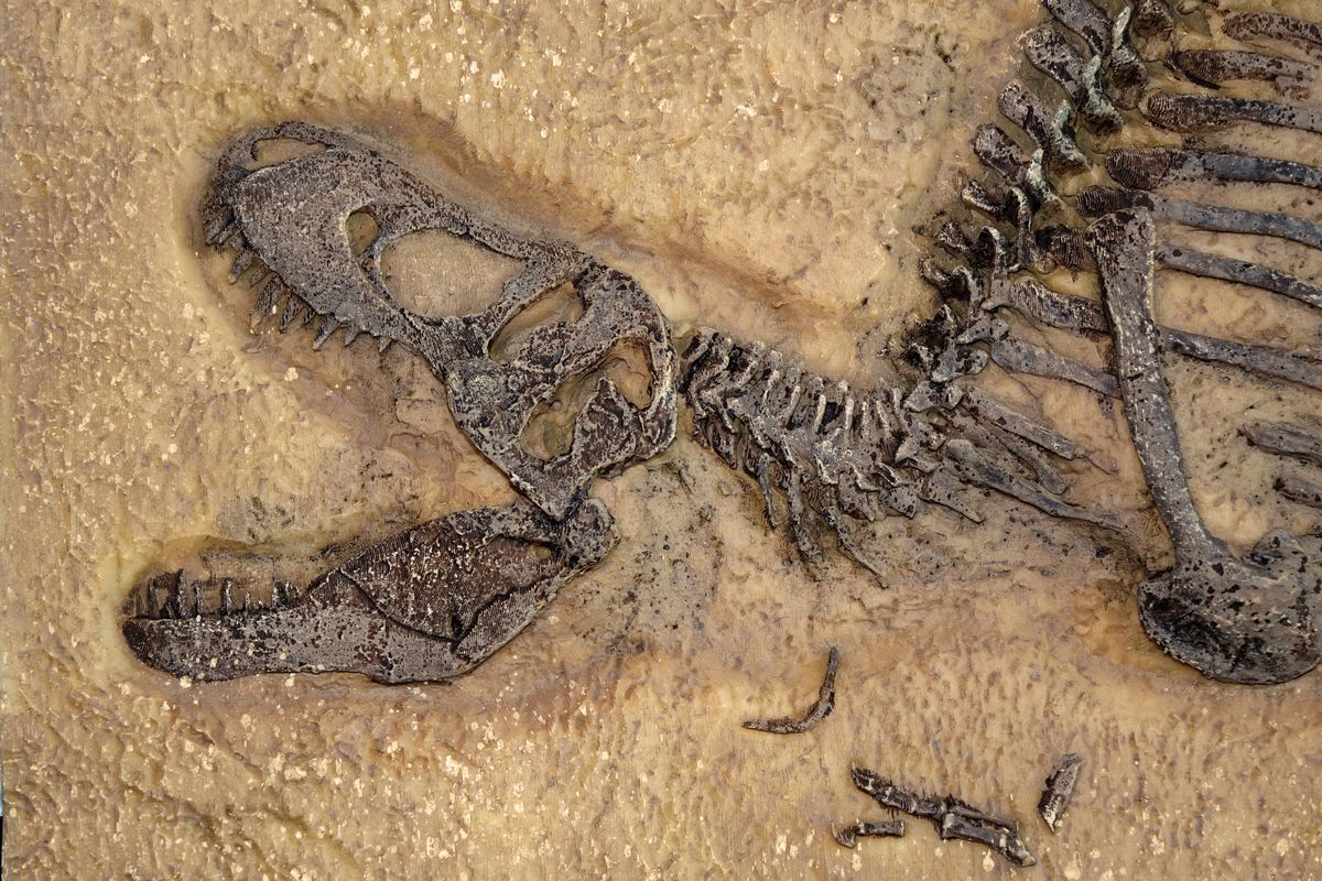 Mieszkaniec Międzyrzecza odnalazł dziwną prehistoryczną skamielinę (zdjęcie ilustracyjne) 
