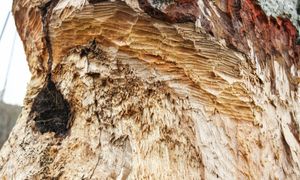 Bobry zniszczyły mniej. Zgłoszeń dotyczących wilków było ponad 160