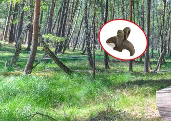 Zaskakujące odkrycie. "Kilka dni poszukiwań zakończyło się naprawdę ciekawymi znaleziskami"